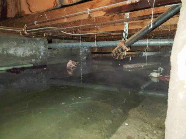 Best Water damage contractors near me  in Liberty Triangle, FL