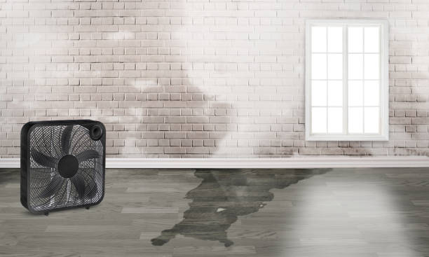 Best Water damage restoration near me  in Liberty Triangle, FL